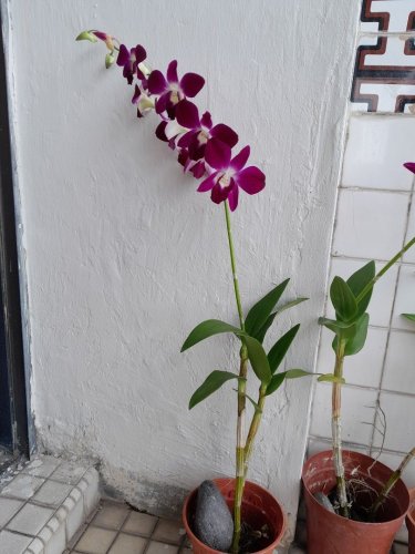 100 Seeds Multi Color Dendrobium Orchids Bonsai Tree