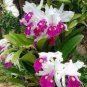 100 Seedsq Multi Color Dendrobium Orchids Bonsai Tree