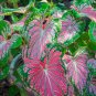 100 Seeds Multicolor Caladium Bonsai Caladium Bicolor Bright Leaf Flower