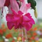 200 Seeds Multicolor Fuchsia