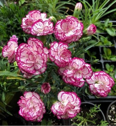 100 Seeds Multicolored Carnation Bonsai Potted Flowers Balcony Bonsai Plant