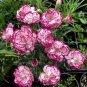 100 Seeds Multicolored Carnation Bonsai Potted Flowers Balcony Bonsai Plant