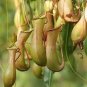 200 Seeds Multifarious Nepenthes Carnivorous Plant