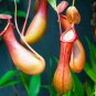 200 Seeds Multifarious Nepenthes Carnivorous Plant
