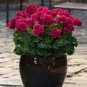 30 Seeds Multiple Colour Geranium Plants