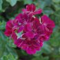 30 Seeds Multiple Colour Geranium Plants