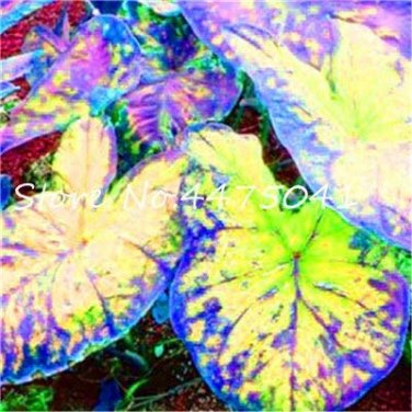 150 Seeds Multiple Colour Thailand Caladium Bonsai
