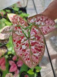 150 Seedsq Multiple Colour Thailand Caladium Bonsai of Perennial Rainbow Flower