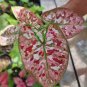 150 Seedsq Multiple Colour Thailand Caladium Bonsai of Perennial Rainbow Flower