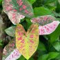150 Seedsq Multiple Colour Thailand Caladium Bonsai of Perennial Rainbow Flower