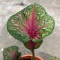 150 Seedsq Multiple Colour Thailand Caladium Bonsai of Perennial Rainbow Flower