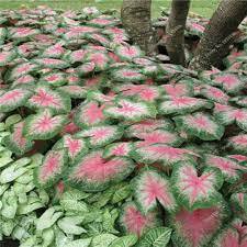 150 Seedsr Multiple Colour Thailand Caladium Bonsai of Perennial Rainbow Flower