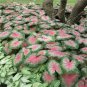 150 Seedsr Multiple Colour Thailand Caladium Bonsai of Perennial Rainbow Flower
