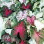 150 Seedsr Multiple Colour Thailand Caladium Bonsai of Perennial Rainbow Flower