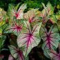 150 Seedsr Multiple Colour Thailand Caladium Bonsai of Perennial Rainbow Flower