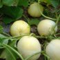 200 Seeds Muskmelon