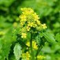 2000 Seeds mustard Seeds White bar food Garden