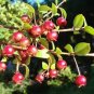 50 Seeds Myrtle Chilean Guava