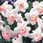 100 Seeds Narcissus Daffodil Flowers Seeds - Milky White with Light Red Centre Flowers