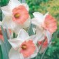 100 Seeds Narcissus Daffodil Flowers Seeds - Milky White with Light Red Centre Flowers