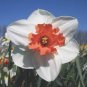 100 Seeds Narcissus Flower Balcony Plants White and Rose Red Centre Flowers