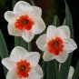 100 Seeds Narcissus Flower Balcony Plants White and Rose Red Centre Flowers