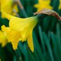 100 Seeds Narcissus Flower Bright Yellow Flowers