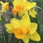 100 Seeds Narcissus Flower Bright Yellow Flowers