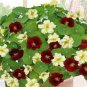 100 Seeds Nasturtium Bonsai Easy Planting Flower Hanging Plants