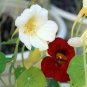 100 Seeds Nasturtium Bonsai Easy Planting Flower Hanging Plants