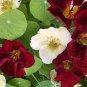 100 Seeds Nasturtium Bonsai Easy Planting Flower Hanging Plants