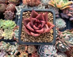 100 Seedsw New Fresh Succulents Bonsai