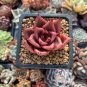 100 Seedsw New Fresh Succulents Bonsai