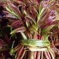 5 Seeds New Strange Health Vegetable Toona sinensis Potted Plant Bonsai
