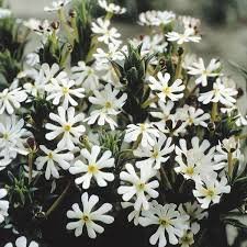 100 Seeds Night Blooming Phlox