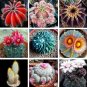 10 Seeds Notocactus Cactaceae Southland Jade Mixed