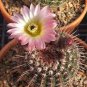 10 Seeds Notocactus Cactaceae Southland Jade Mixed