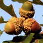 10 Seeds Oak Tree