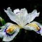 500 Seeds onsai Iris Flower Perennial White Flowers with Purple and Yellow Spots
