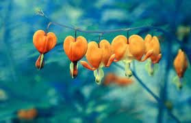 100 Seeds Orange Dicentra spectabilis