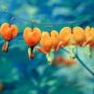 100 Seeds Orange Dicentra spectabilis