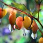 100 Seeds Orange Dicentra spectabilis