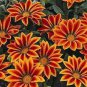 20 Seeds Orange Gazania Flower