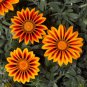 20 Seeds Orange Gazania Flower