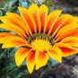 20 Seeds Orange Gazania Flower