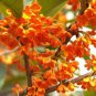 10 Seeds Orange Osmanthus Flower