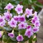 2 Seeds Oxalis nidulans 'Pompom' Bulb Double Purple Flowers