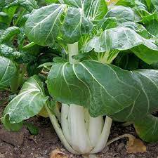 2000 Seeds Pak Choi White Stem