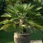 30 Seeds Palm Tropical Outdoor Evergreen Fan-Shaped