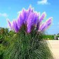 100 Seeds Pampas Grass Bright Purple Colors